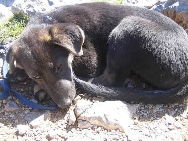 ES BUSCA família d'acollida durant 6 mesos per una gossa!