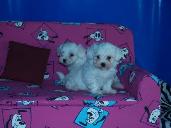 MAGNIFICOS CACHORROS DE BICHON MALTES