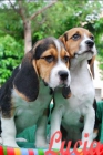 Preciosos Beagle, muy economicos - mejor precio | unprecio.es