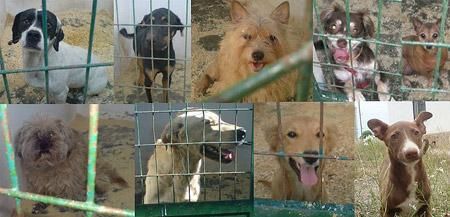 S.O.S. NO COMPRES ANIMALES, NO CRIES, ADOPTA Y SALVA VIDAS