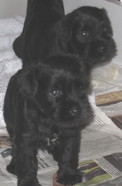 Schnauzer mini negros (disponibles 3 machos)