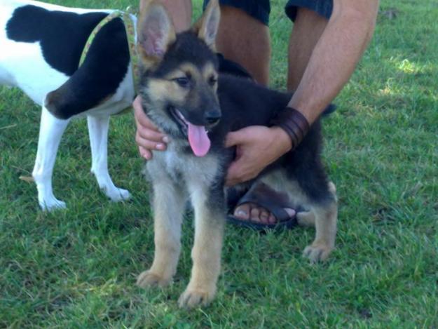 Se vende Cachorra de pastor aleman