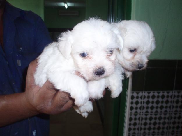 super pequeños cachorros de BICHON MALTES CON PEDIGREE 450 EUROS