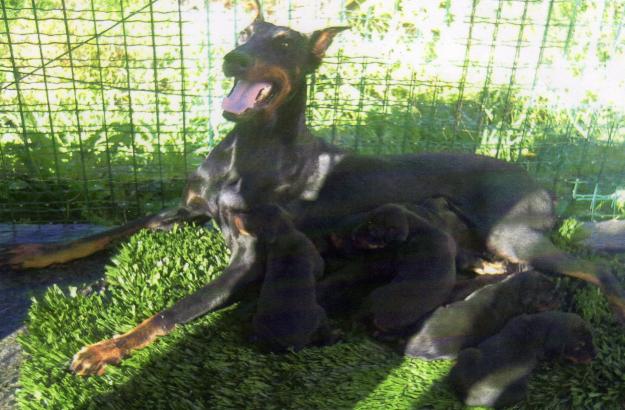 VENTA DE DOBERMAN