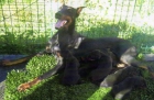 VENTA DE DOBERMAN - mejor precio | unprecio.es