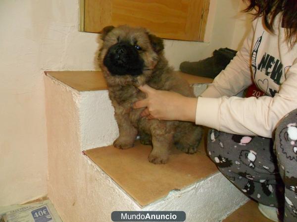 CACHORRITA CHOW CHOW