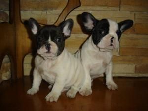 Cachorros Bulldog Frances