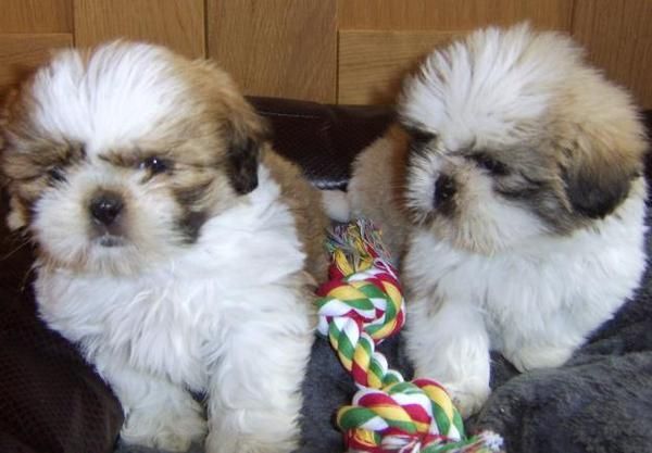 CAMADA DE SHIH-TZU TRICOLORES