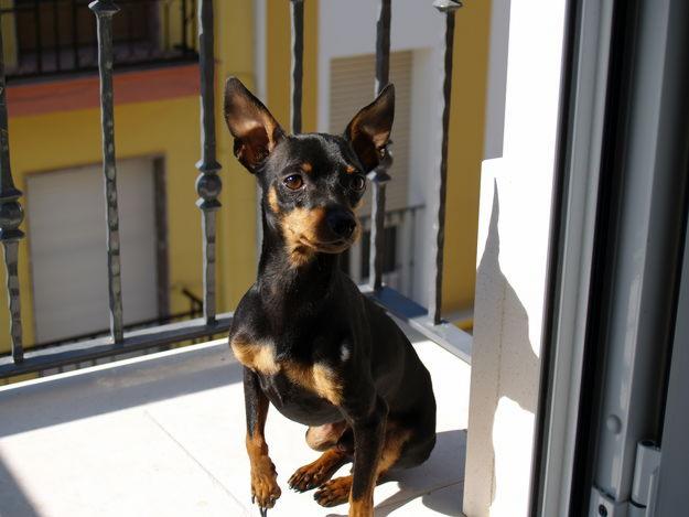 Precioso pinscher miniatura busca novia