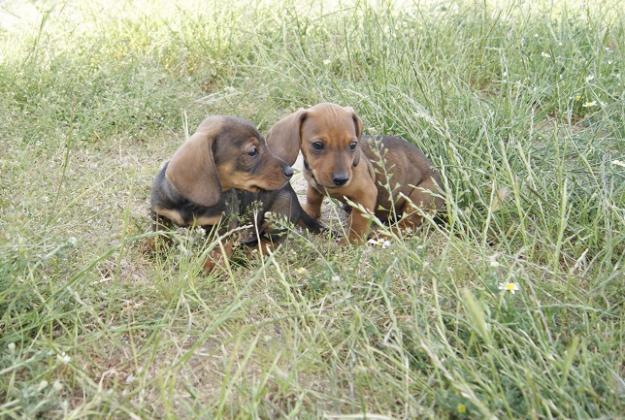 Teckel Miniatura cachorros de calidad