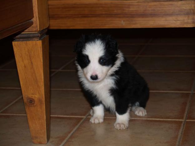 Vendo Border Collie, Af: Del Reino de Alba. Murcia