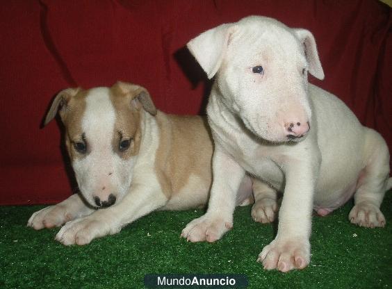 Bullterrier, ¡increíbles y pura raza!