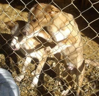 2 cachorros de 5 meses talla peque