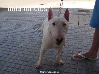 bull terrier 1 año se vende o se cambia