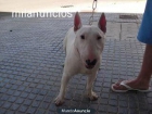 bull terrier 1 año se vende o se cambia - mejor precio | unprecio.es