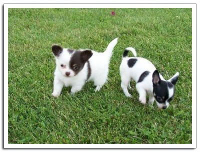 cachorras de minipincher CHIHUAHUA MINIS 120