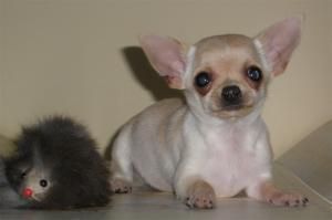 Cachorrita de CHIHUAHUA