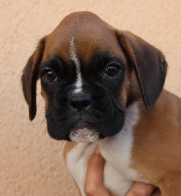 cachorro dorados de boxer excelente pedigree