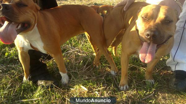 cachorros american stanford