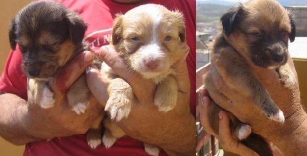 Cachorros tamaño pequeño en adopcion