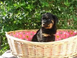 ROTTWEILER LINDA HEMBRA 290 EUROS