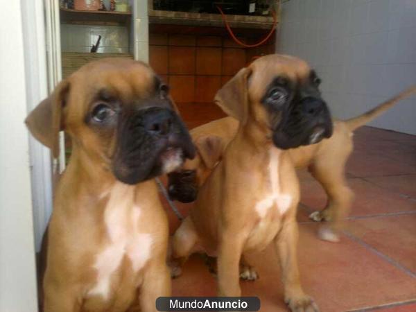 vendo cachorros boxer