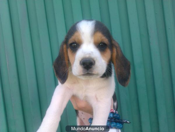 beagle tricolor de pura raza