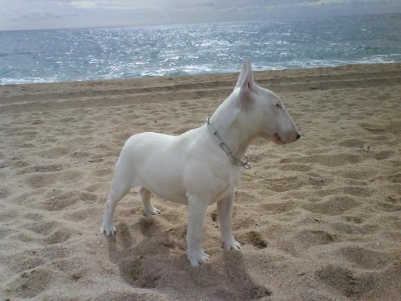 bull terrier macho de un año y 2 meses