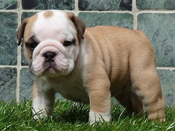 Bulldog frances pais vasco