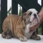 Bulldog Inglés cachorros - mejor precio | unprecio.es