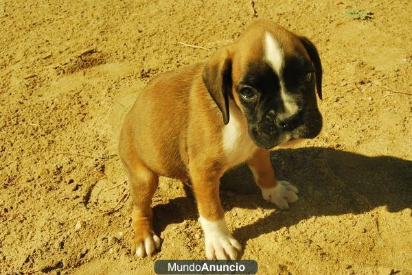 camada de boxer