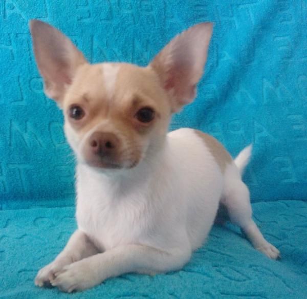 chihuahua busca novia