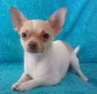 chihuahua busca novia - mejor precio | unprecio.es