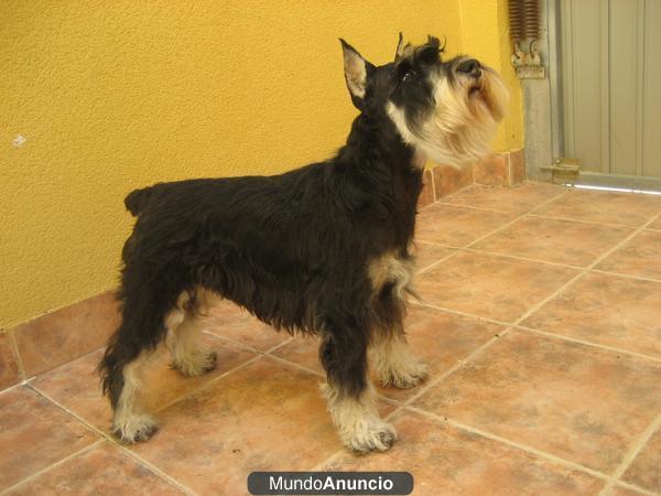 Excelente schnauzer mini para montas