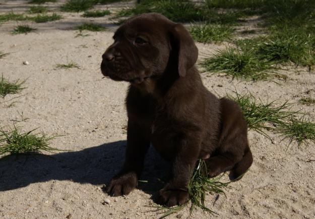 Labrador Retriever cachorros en color chocolate