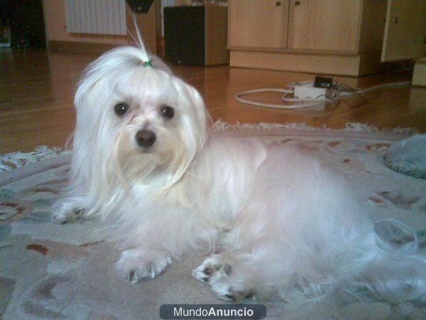 aparear bichon maltes madrid