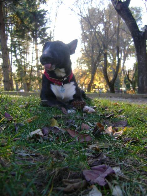 BULL TERRIER MINIATURA Nabucco de Valdehierro