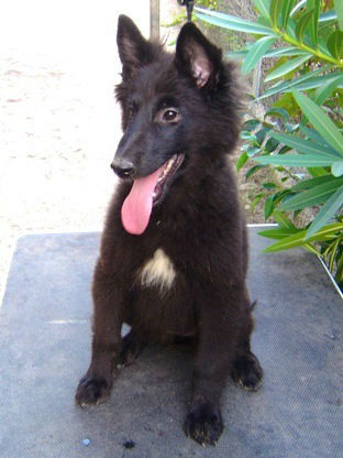 Cachorras Pastor Belga Groenendael