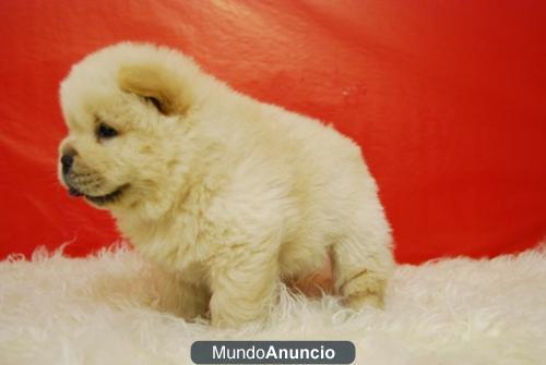 Cachorritos Chow Chow color blanco o canela