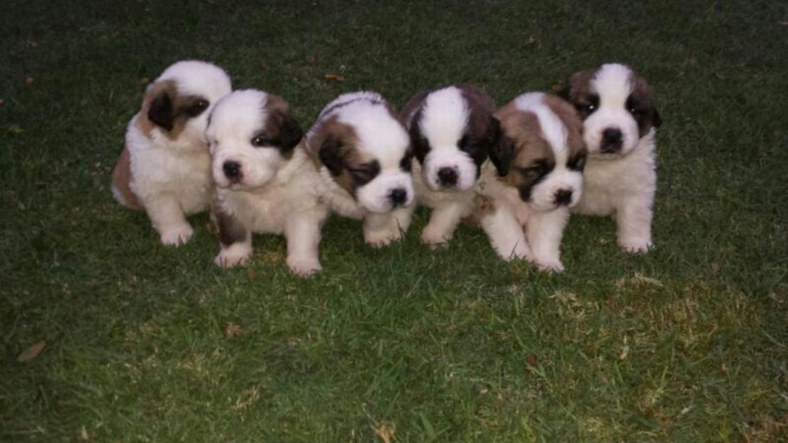 Cachorros de San Bernardo