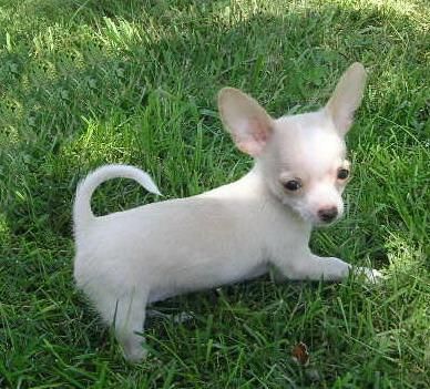 Chihuahua, tu cachorro de pura raza