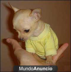 CHIHUAHUAS CAMADA DISPONIBLE