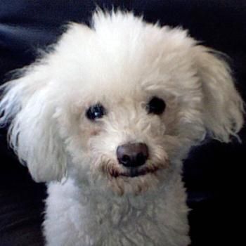 Cruzar - Perro Bichon Frise macho por hembra