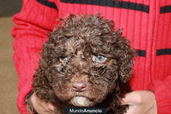 Excelentes cachorros de Perro de agua español