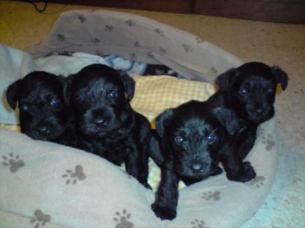 Se venden cachorros de Schnauzer miniatura negros.