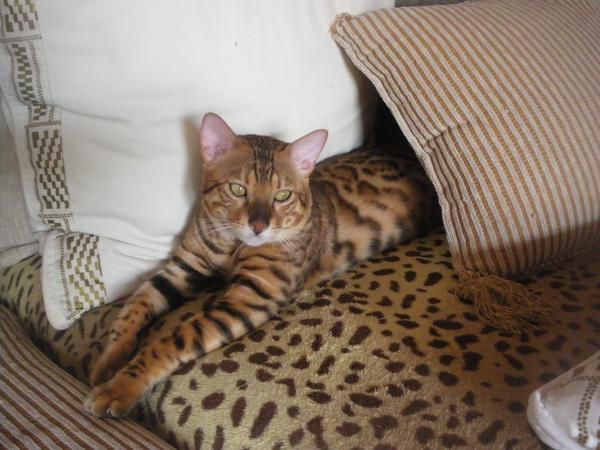 SE VENDEN GATITOS LEOPARDOS ( BENGALS)