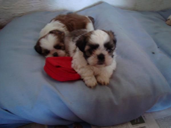 shih tzu venta 300