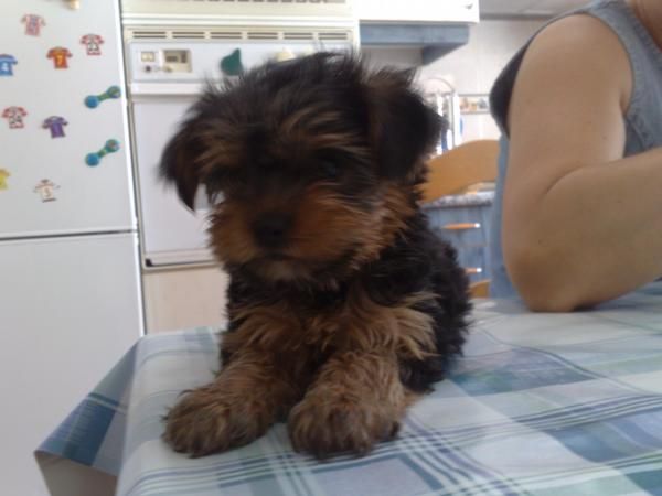 Yorkshire terrier