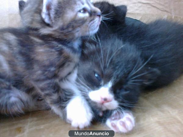 Gatitos recién nacidos necesitan adopcion estan en la calle