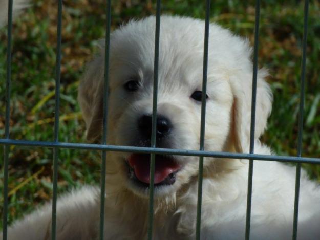 CACHORRITOS DE GOLDEN RETRIEVER CON PEDIGREE